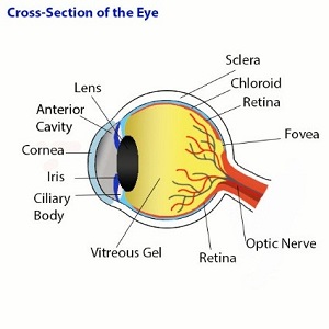 Corte Transversal Do Olho
